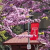 Temple flags and pink spring flowers